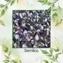 1.000 Semillas Orgánicas De Pak Choi Morado