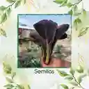 10.000 Semillas Orgánicas De Pak Choi Morado