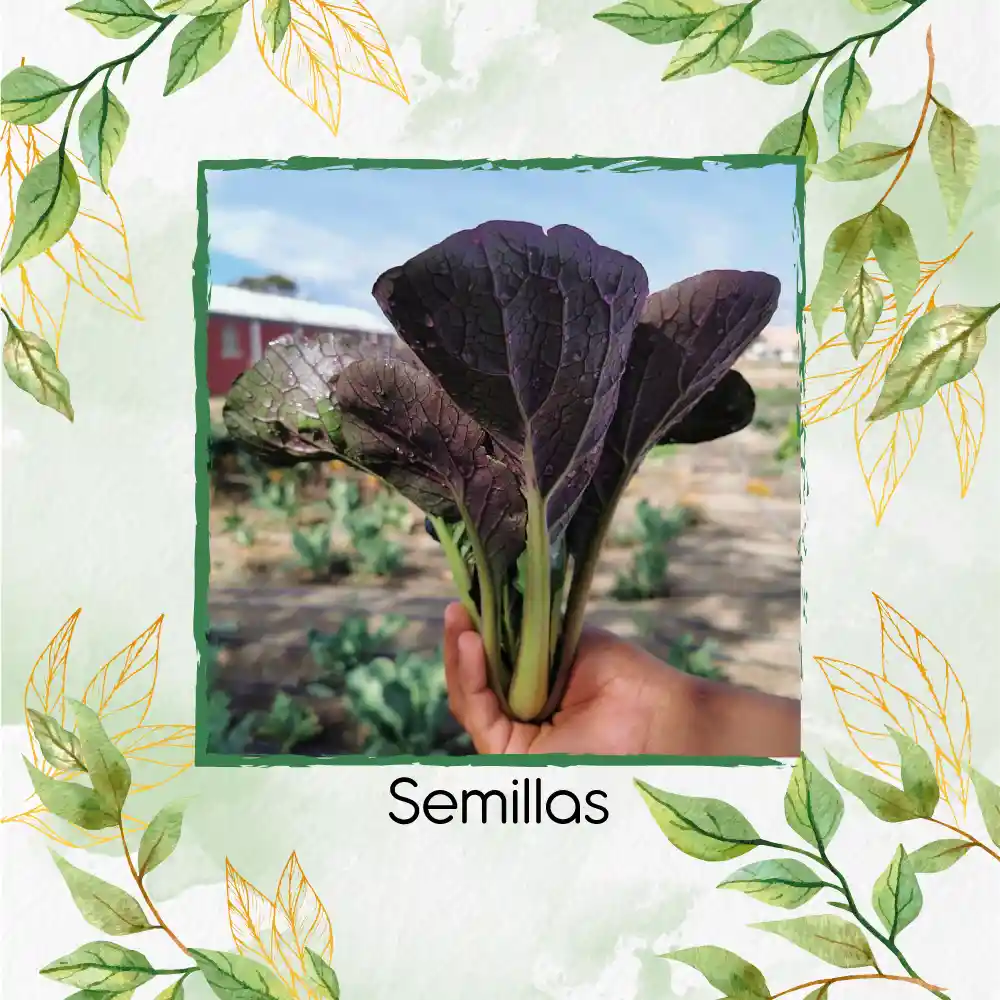 10.000 Semillas Orgánicas De Pak Choi Morado