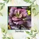 20.000 Semillas Orgánicas De Pak Choi Morado