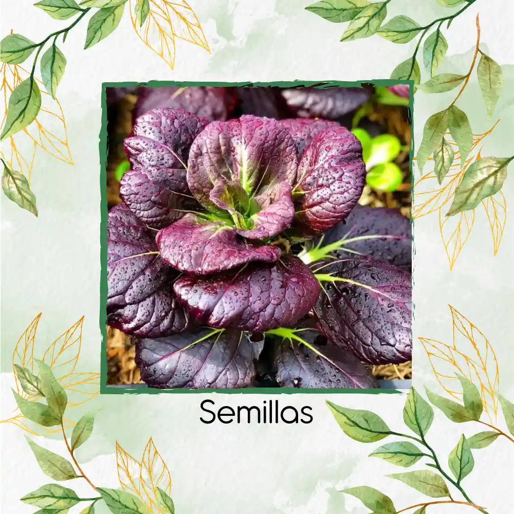 20.000 Semillas Orgánicas De Pak Choi Morado