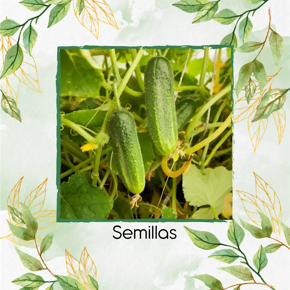 240 Semillas Orgánicas De Pepino Cuadrado Spacemaster