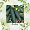 600 Semillas Orgánicas De Pepino Cuadrado Spacemaster