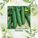 600 Semillas Orgánicas De Pepino Cuadrado Spacemaster