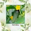 600 Semillas Orgánicas De Pepino Cuadrado Spacemaster