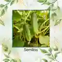 600 Semillas Orgánicas De Pepino Cuadrado Spacemaster