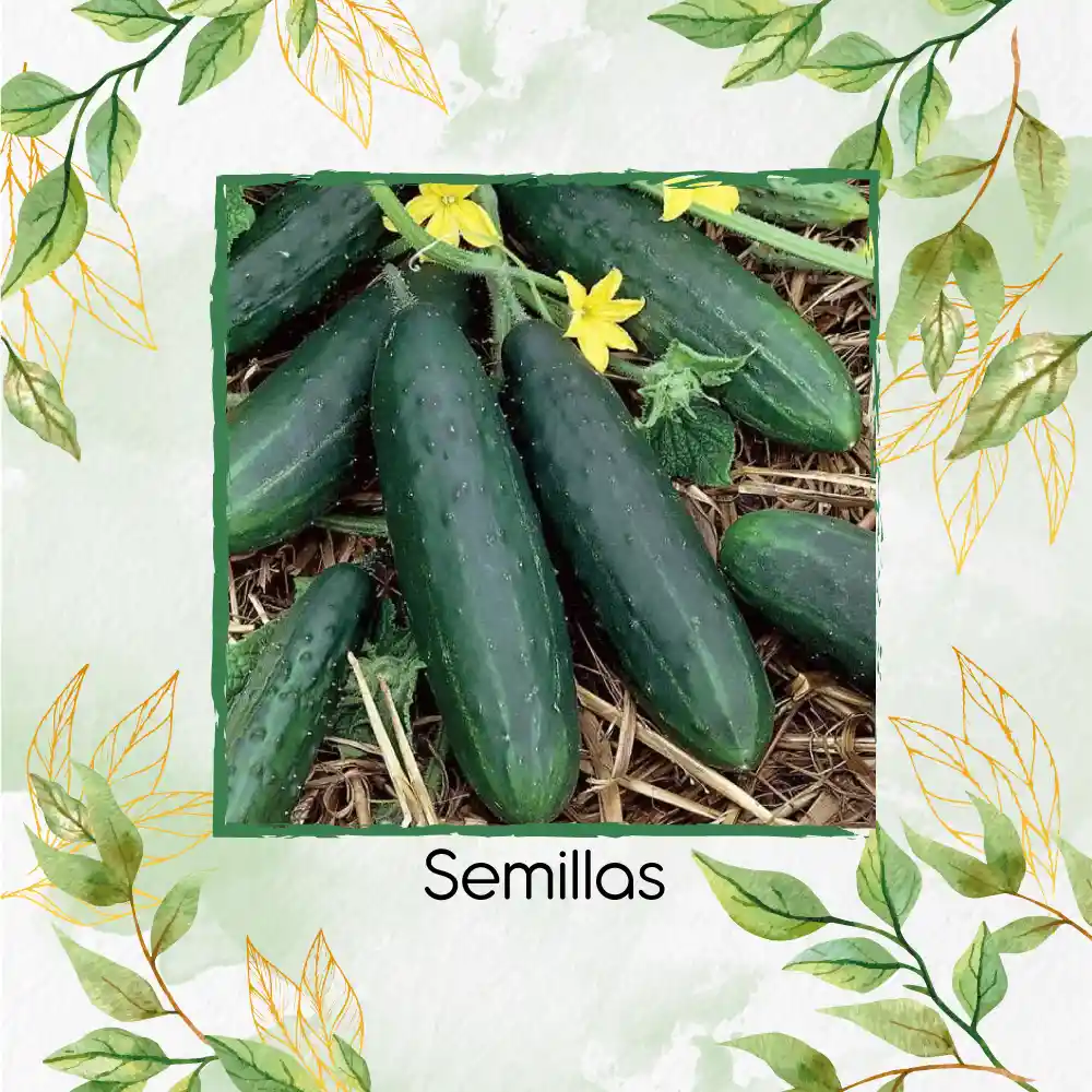 1.200 Semillas Orgánicas De Pepino Cuadrado Spacemaster