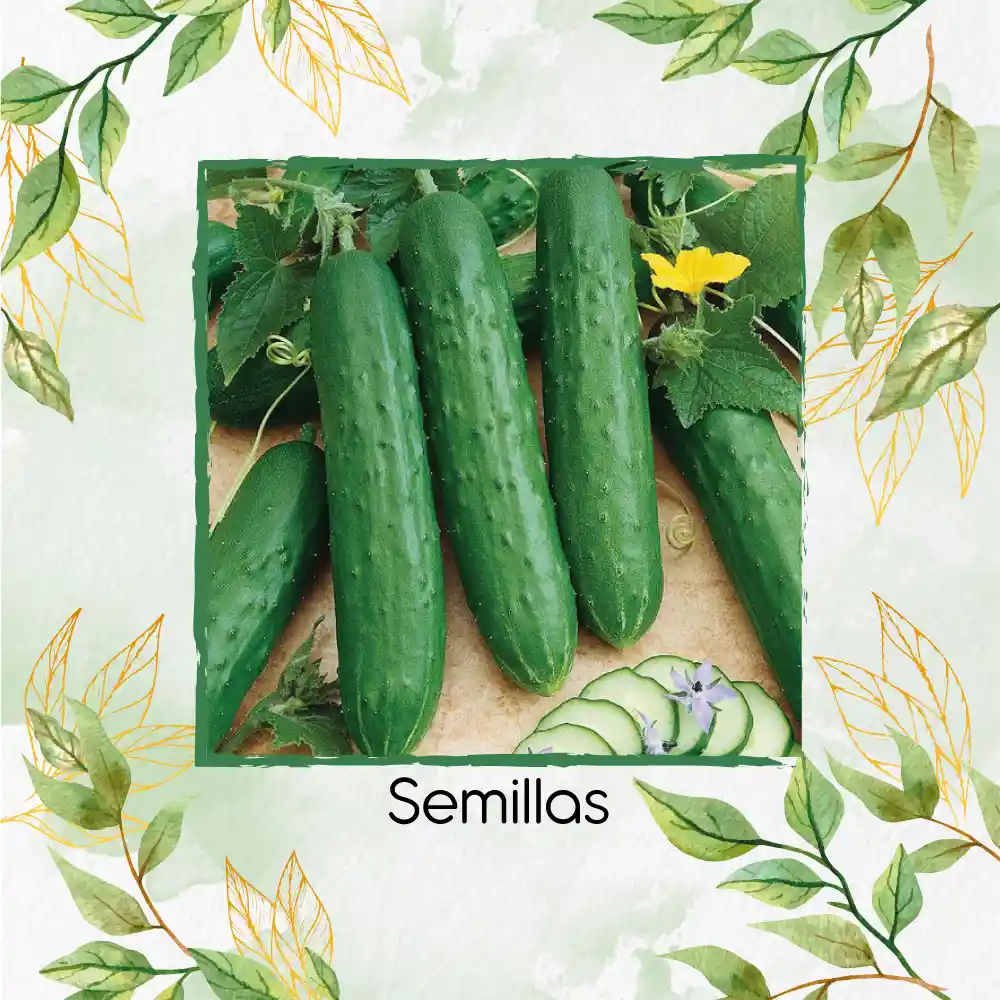 1.200 Semillas Orgánicas De Pepino Cuadrado Spacemaster