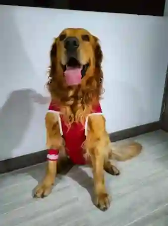 Faja Postoperatoria De Recuperacion Para Mascota Talla Xxl (23 A 25kg)