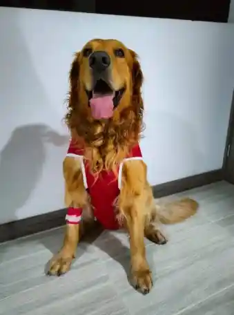 Faja Postoperatoria De Recuperacion Para Mascota Talla Xxl (23 A 25kg)