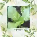 100 Semillas De Mostaza Oriental Picante