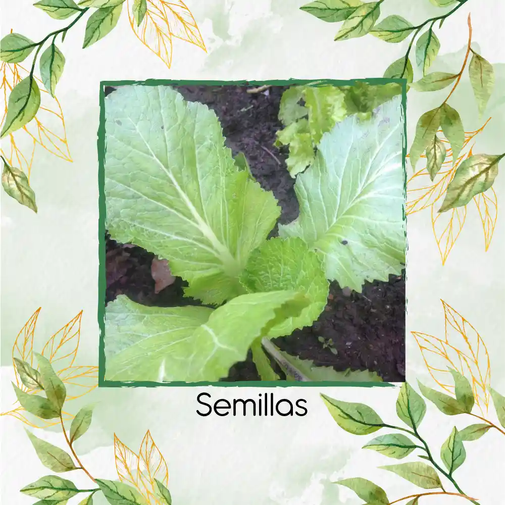 100 Semillas De Mostaza Oriental Picante