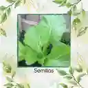 400 Semillas De Mostaza Oriental Picante