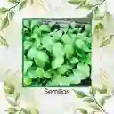 400 Semillas De Mostaza Oriental Picante