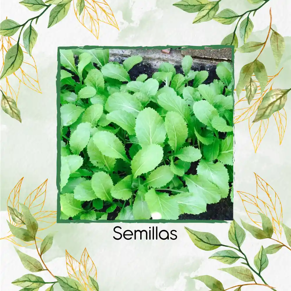 400 Semillas De Mostaza Oriental Picante