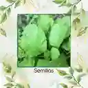 4.000 Semillas De Mostaza Oriental Picante