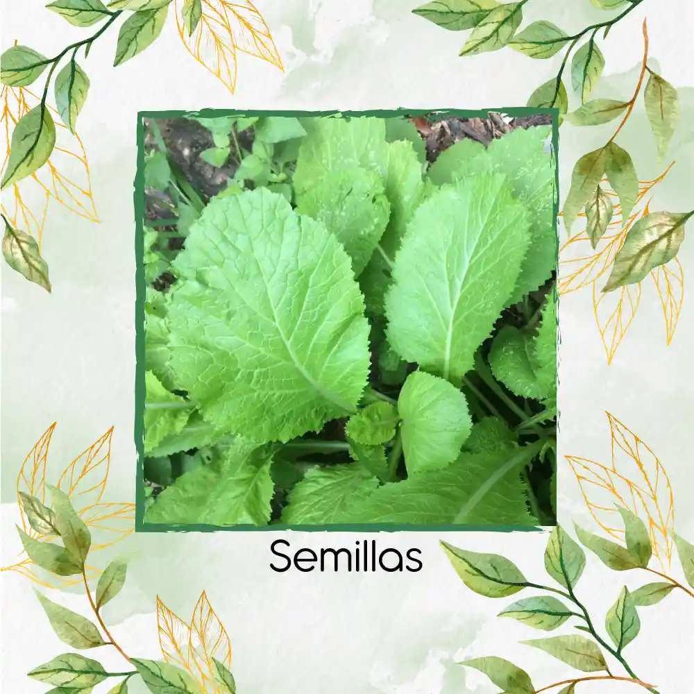 4.000 Semillas De Mostaza Oriental Picante