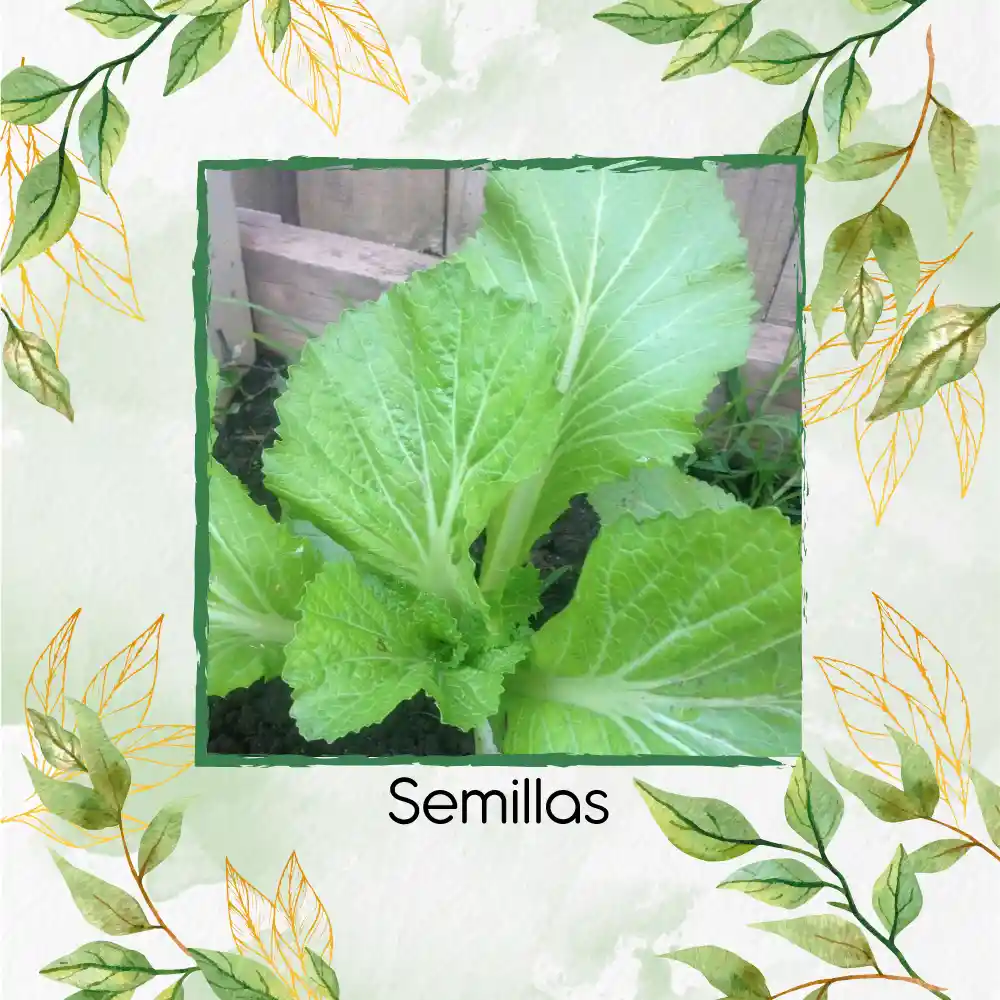 4.000 Semillas De Mostaza Oriental Picante