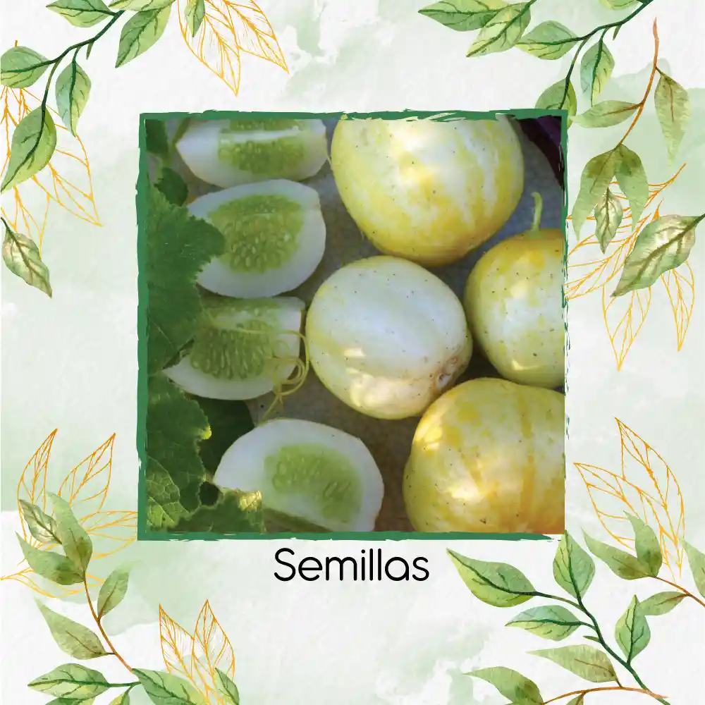 20 Semillas Orgánicas De Pepino Manzana De Cristal