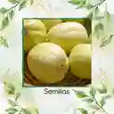 20 Semillas Orgánicas De Pepino Manzana De Cristal