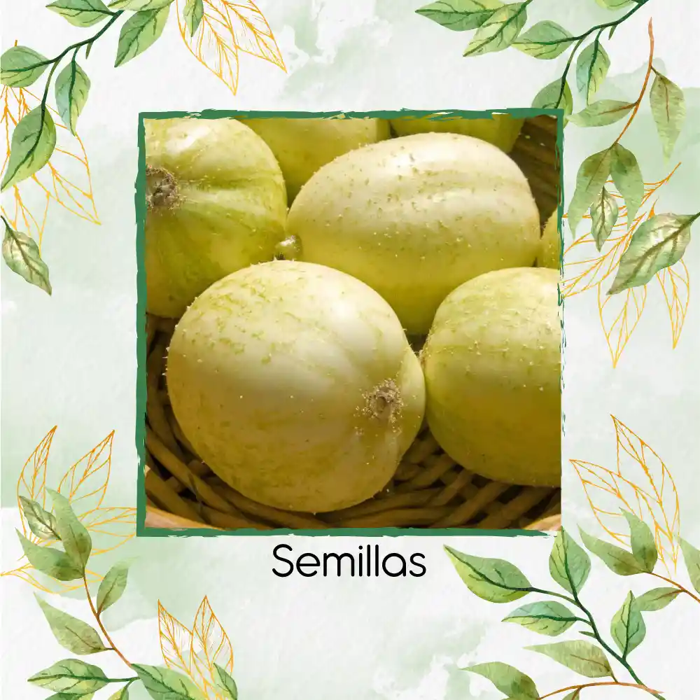 80 Semillas Orgánicas De Pepino Manzana De Cristal