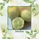 400 Semillas Orgánicas De Pepino Manzana De Cristal