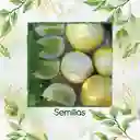 800 Semillas Orgánicas De Pepino Manzana De Cristal