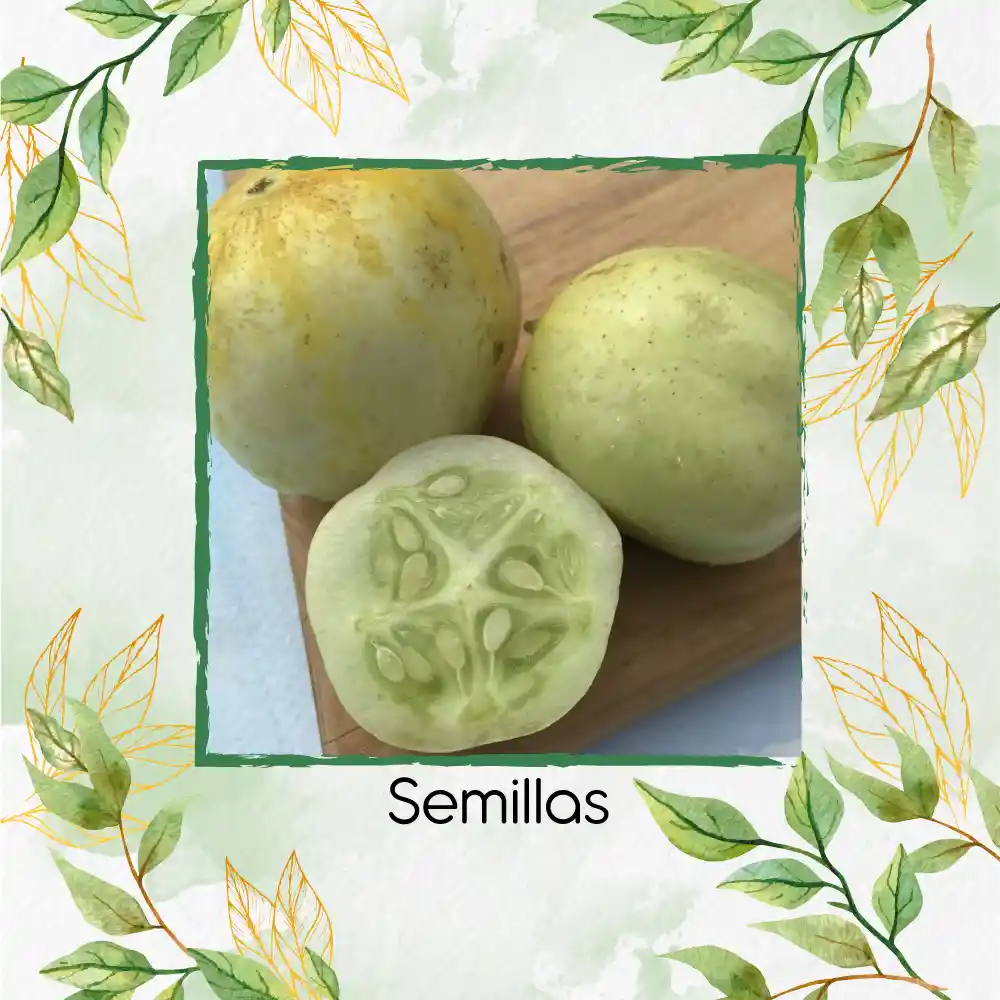 1.600 Semillas Orgánicas De Pepino Manzana De Cristal