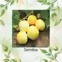 1.600 Semillas Orgánicas De Pepino Manzana De Cristal