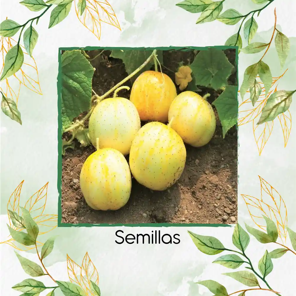 1.600 Semillas Orgánicas De Pepino Manzana De Cristal