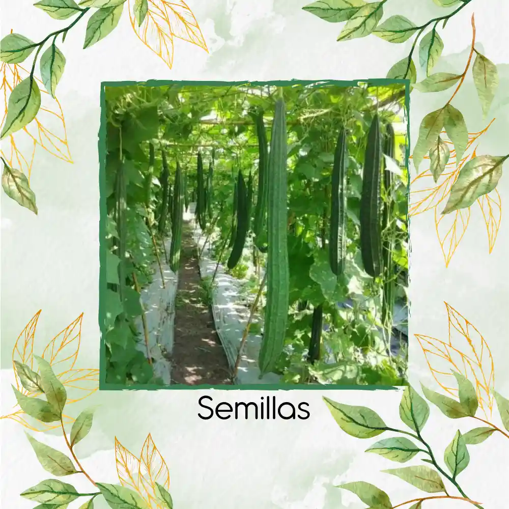 20 Semillas Orgánicas De Pepino Metki Gigante