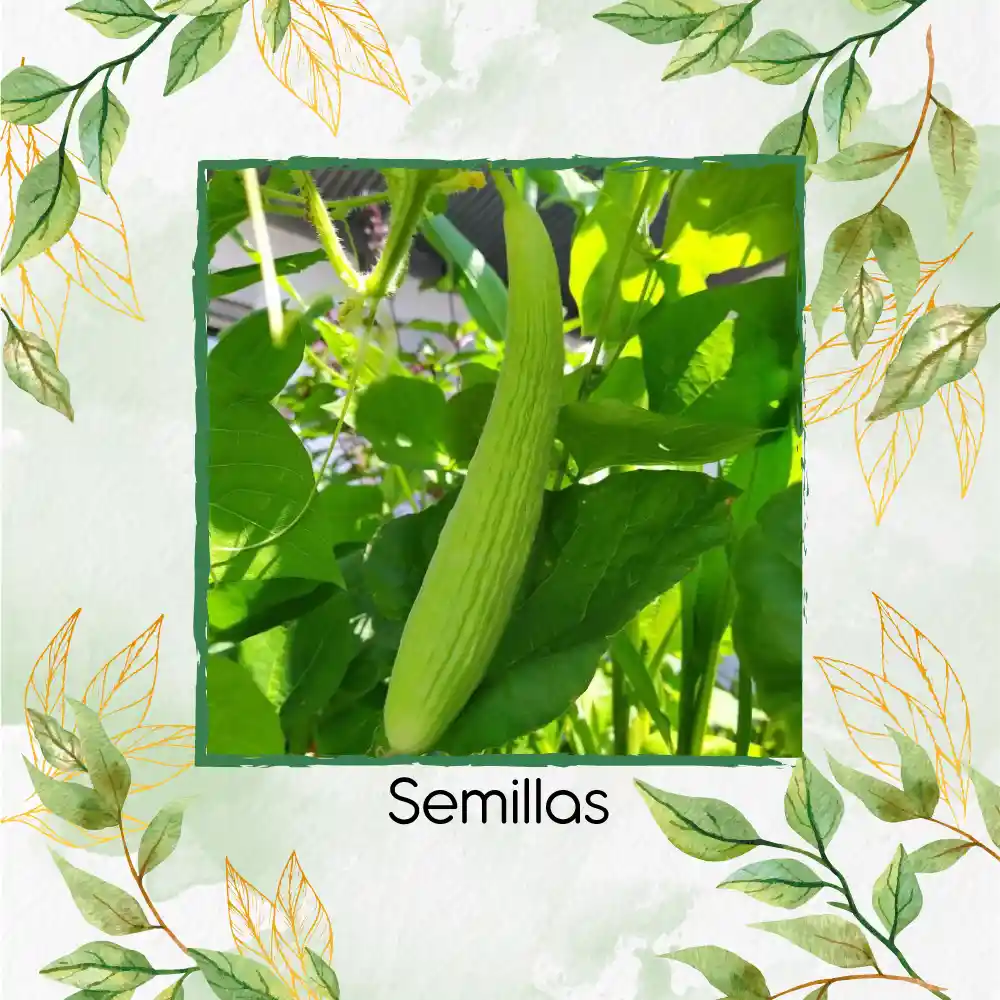 20 Semillas Orgánicas De Pepino Metki Gigante