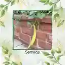 160 Semillas Orgánicas De Pepino Metki Gigante