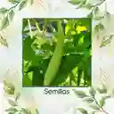 160 Semillas Orgánicas De Pepino Metki Gigante