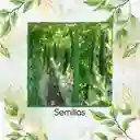 800 Semillas Orgánicas De Pepino Metki Gigante