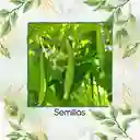 800 Semillas Orgánicas De Pepino Metki Gigante