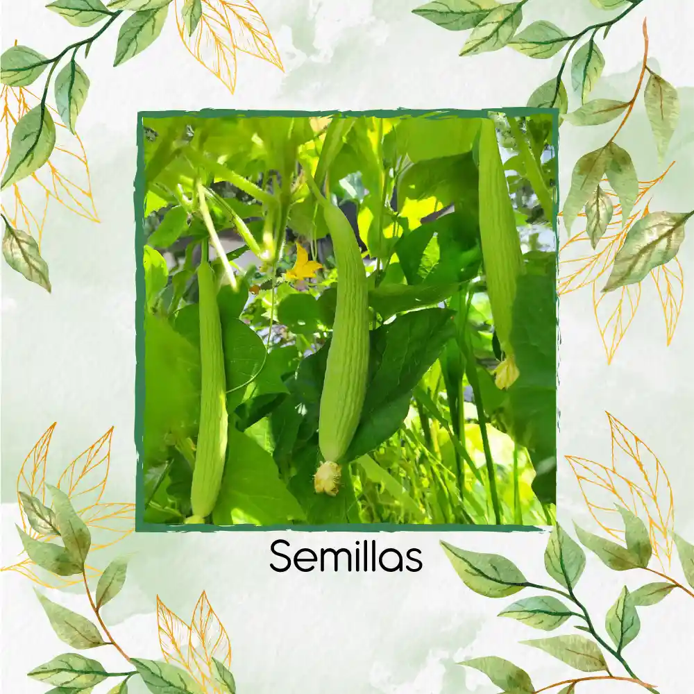 800 Semillas Orgánicas De Pepino Metki Gigante