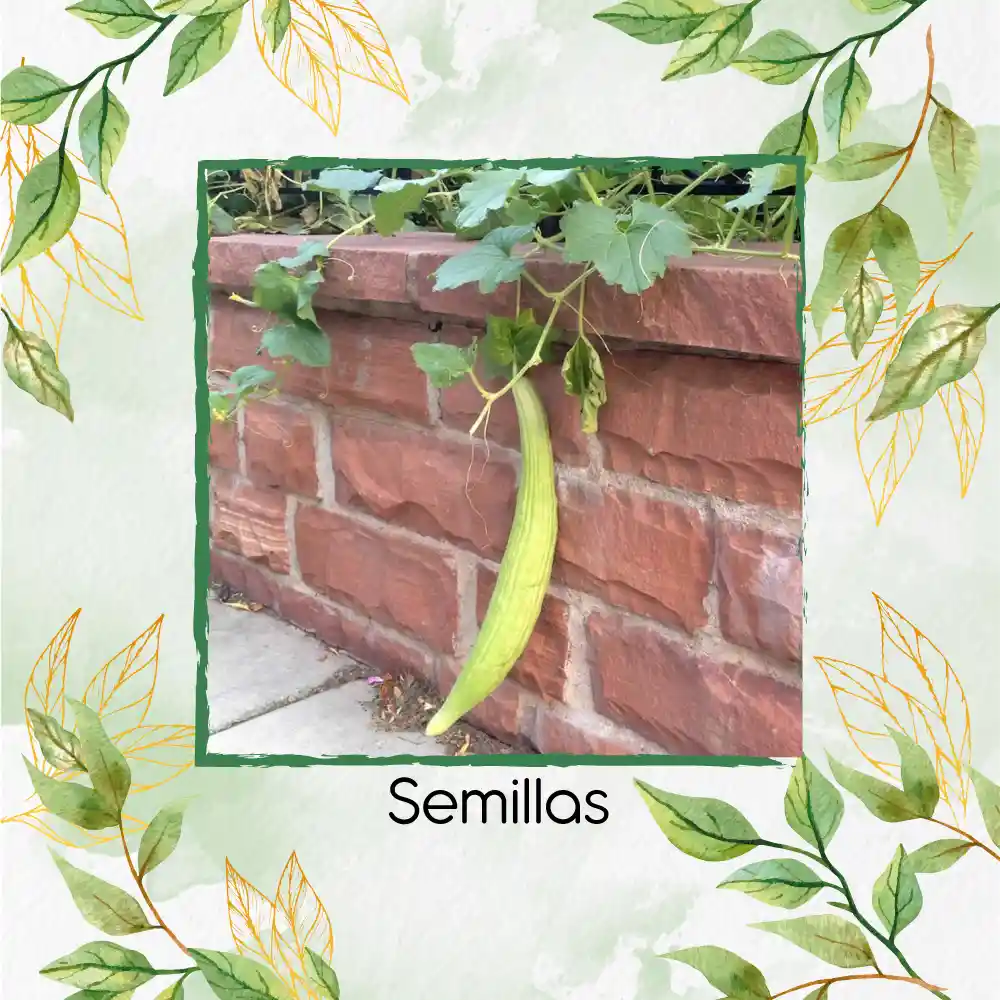 1.600 Semillas Orgánicas De Pepino Metki Gigante