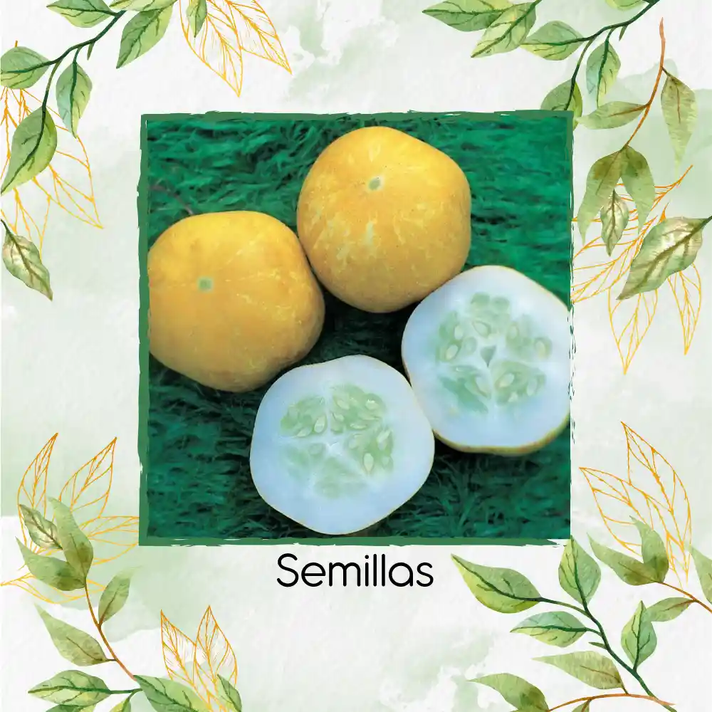40 Semillas Orgánicas De Pepino Limón