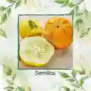 80 Semillas Orgánicas De Pepino Limón