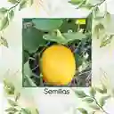 80 Semillas Orgánicas De Pepino Limón