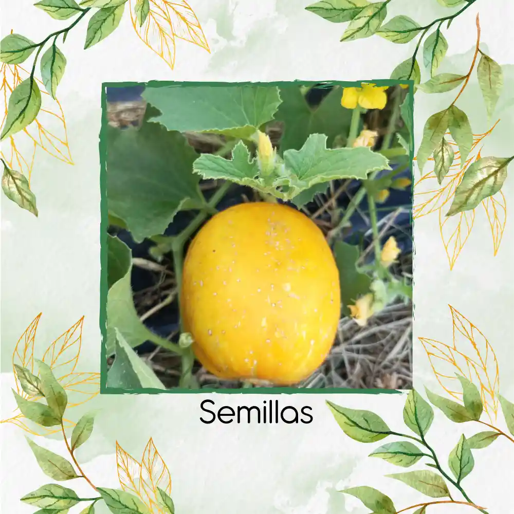 400 Semillas Orgánicas De Pepino Limón