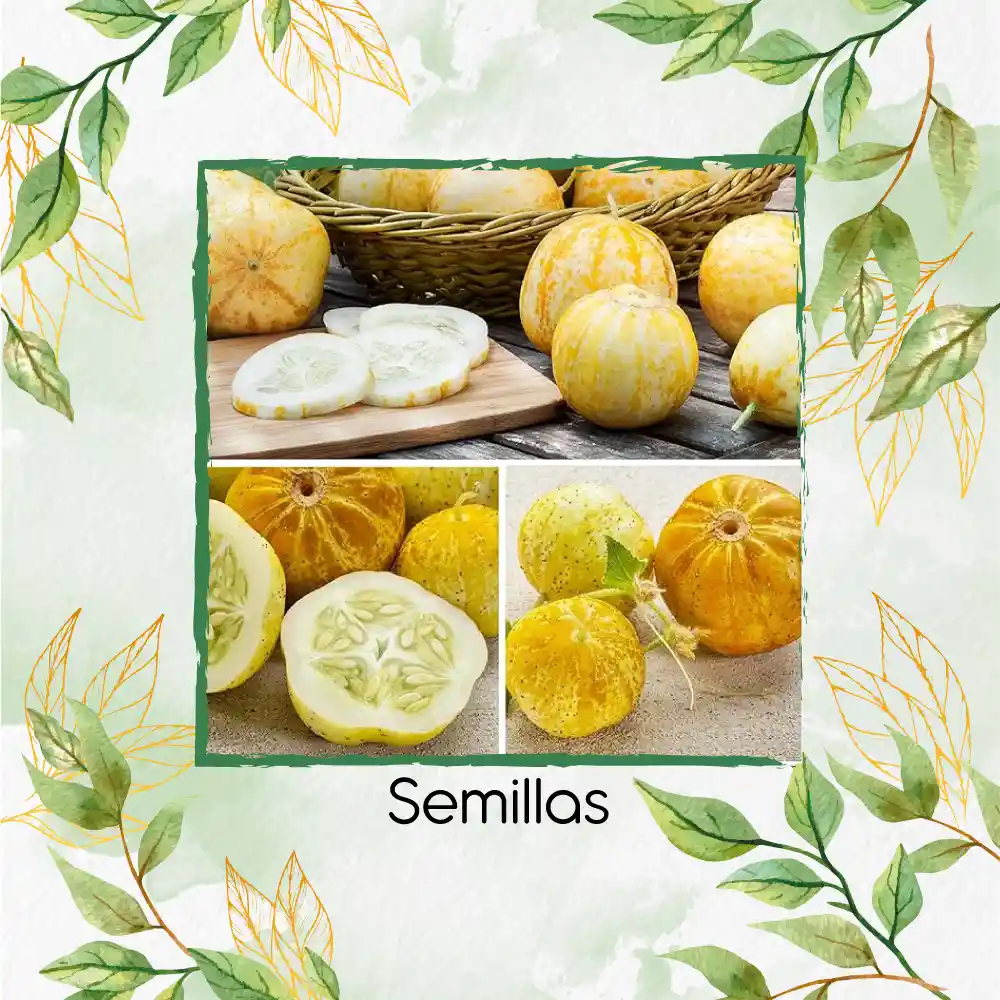 800 Semillas Orgánicas De Pepino Limón