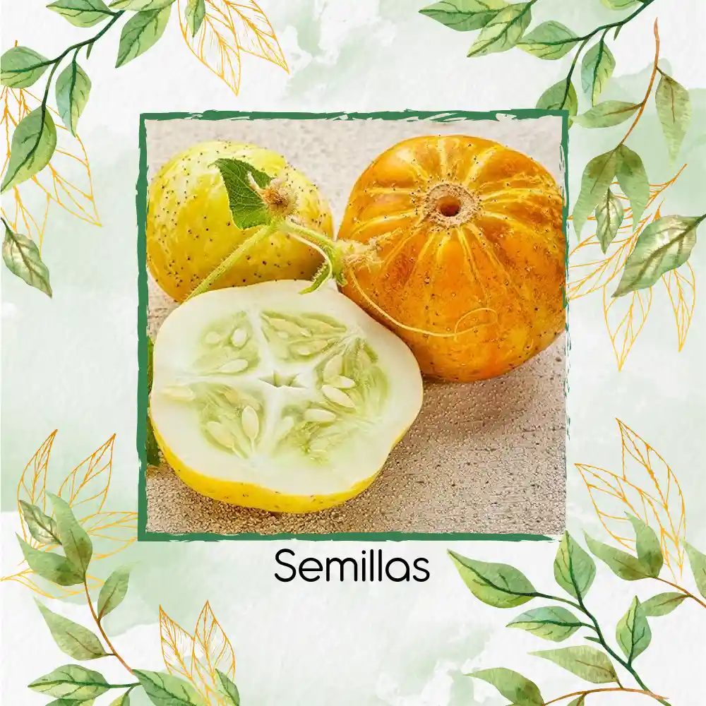 800 Semillas Orgánicas De Pepino Limón