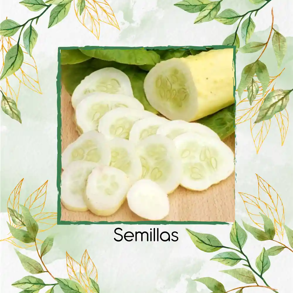 20 Semillas Orgánicas De Pepino Wonder Blanco