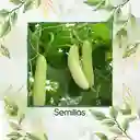 40 Semillas Orgánicas De Pepino Wonder Blanco