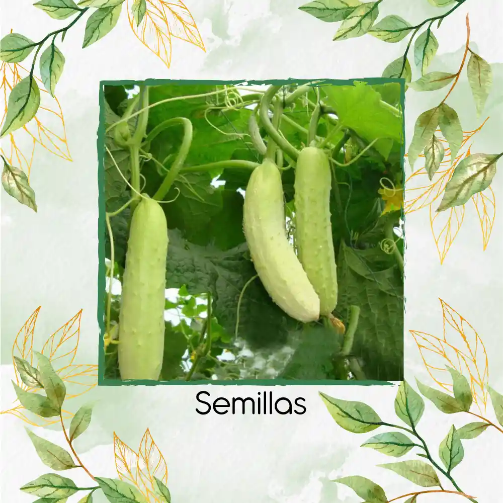 40 Semillas Orgánicas De Pepino Wonder Blanco