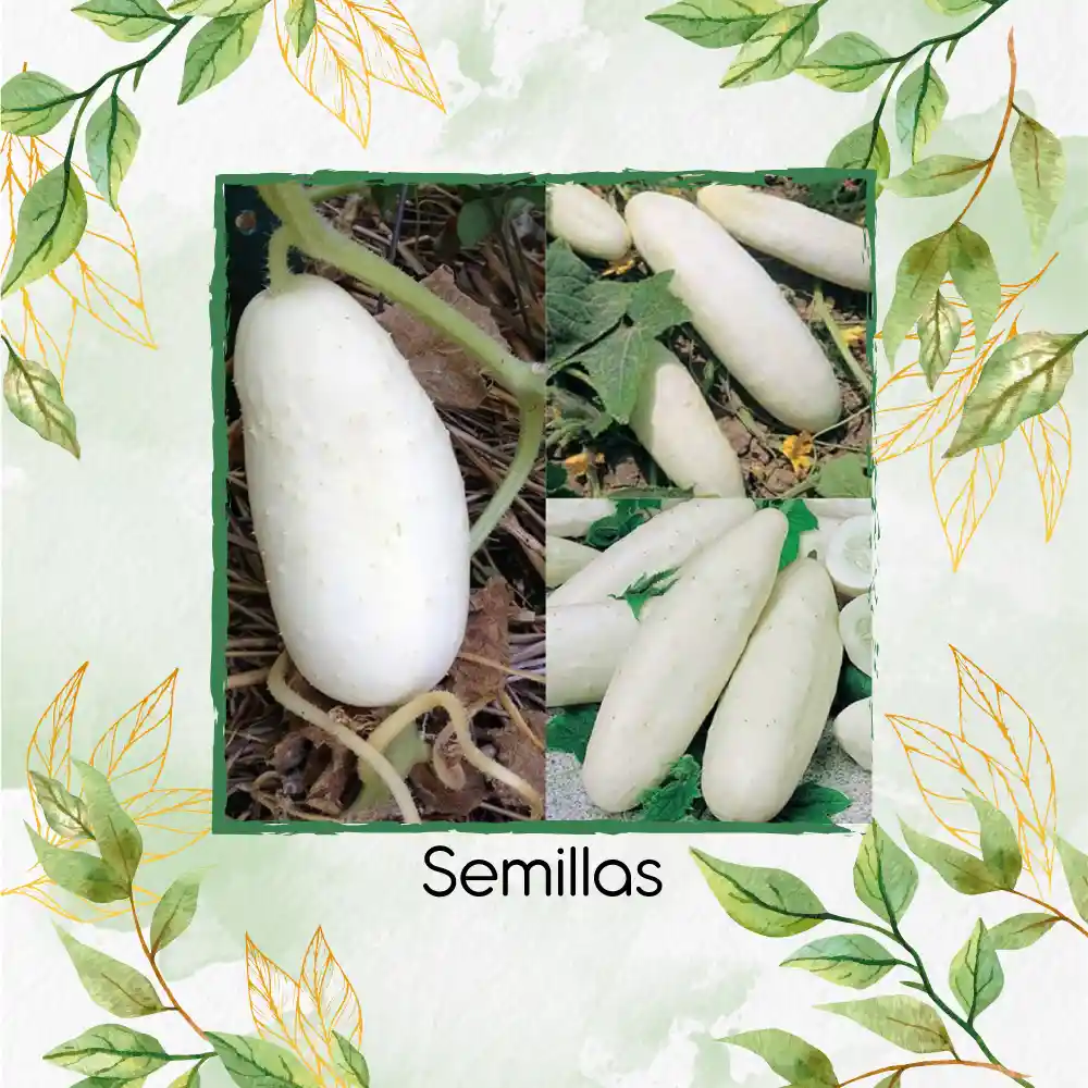 160 Semillas Orgánicas De Pepino Wonder Blanco