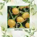 140 Semillas Orgánicas De Pimentón Cherry Amarillo Y Otros Mix