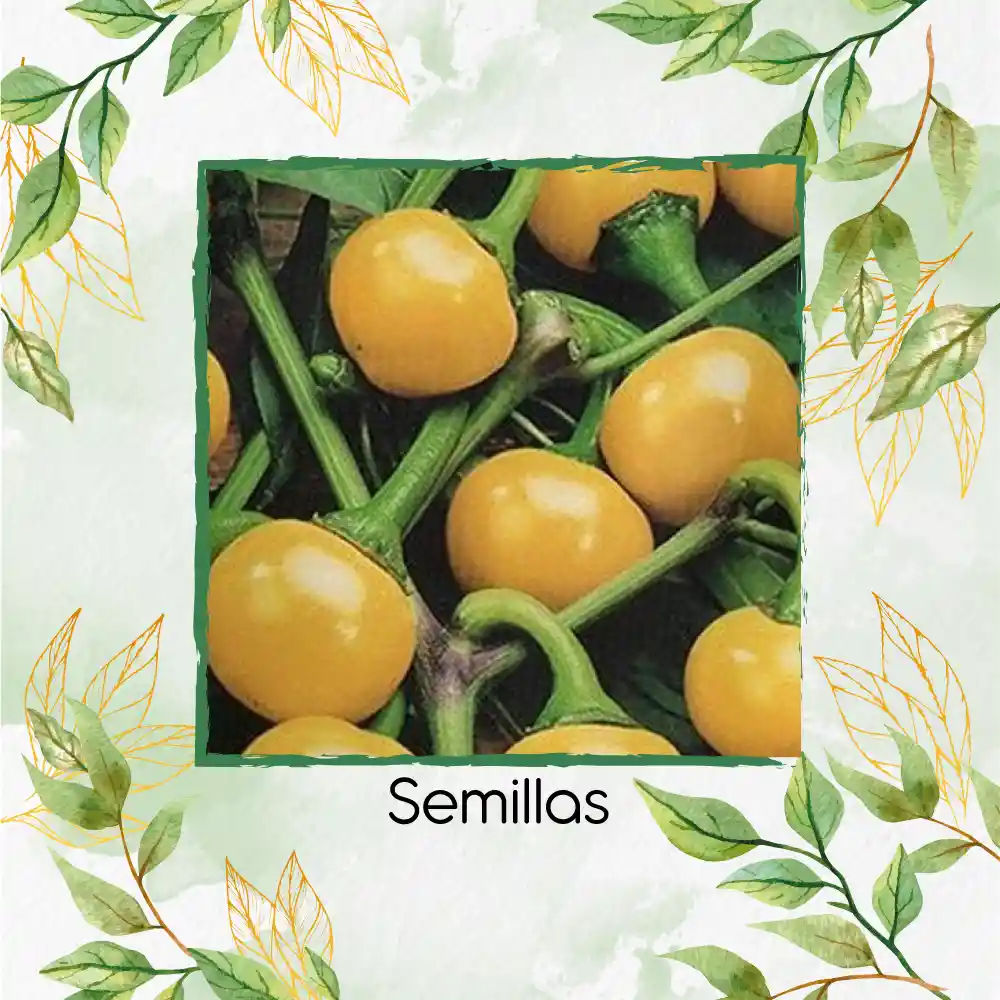 140 Semillas Orgánicas De Pimentón Cherry Amarillo Y Otros Mix